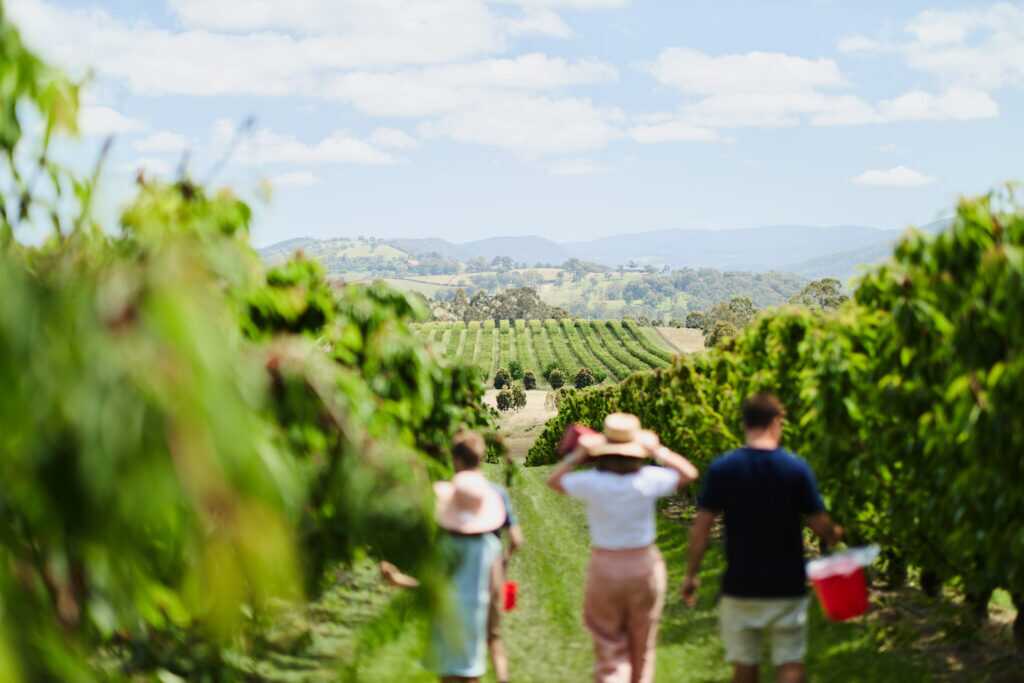 CherryHill Orchards Coldstream Orchard