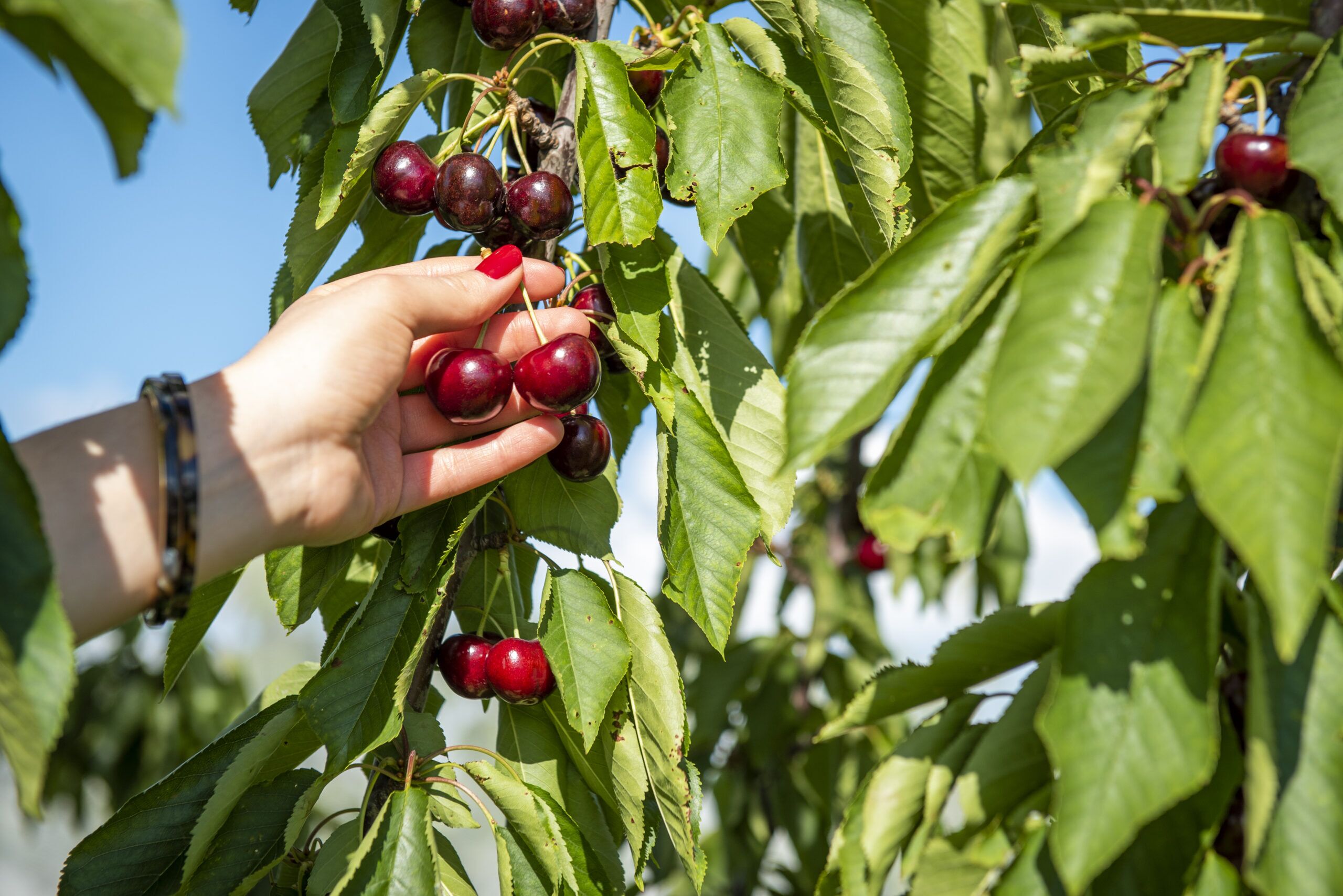 Hand pick fresh cherries