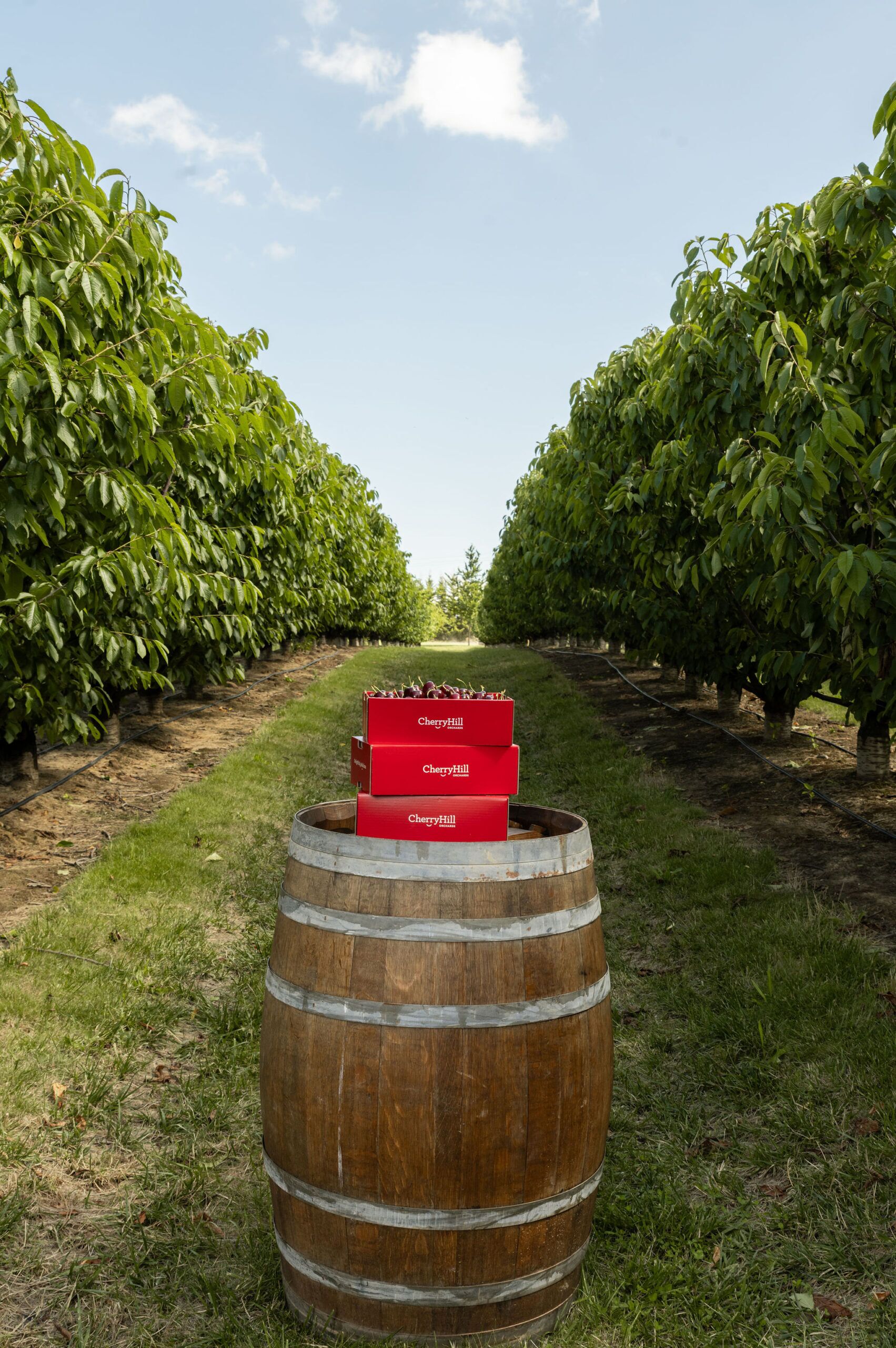 2kg Cherry Gift Box - Image 3