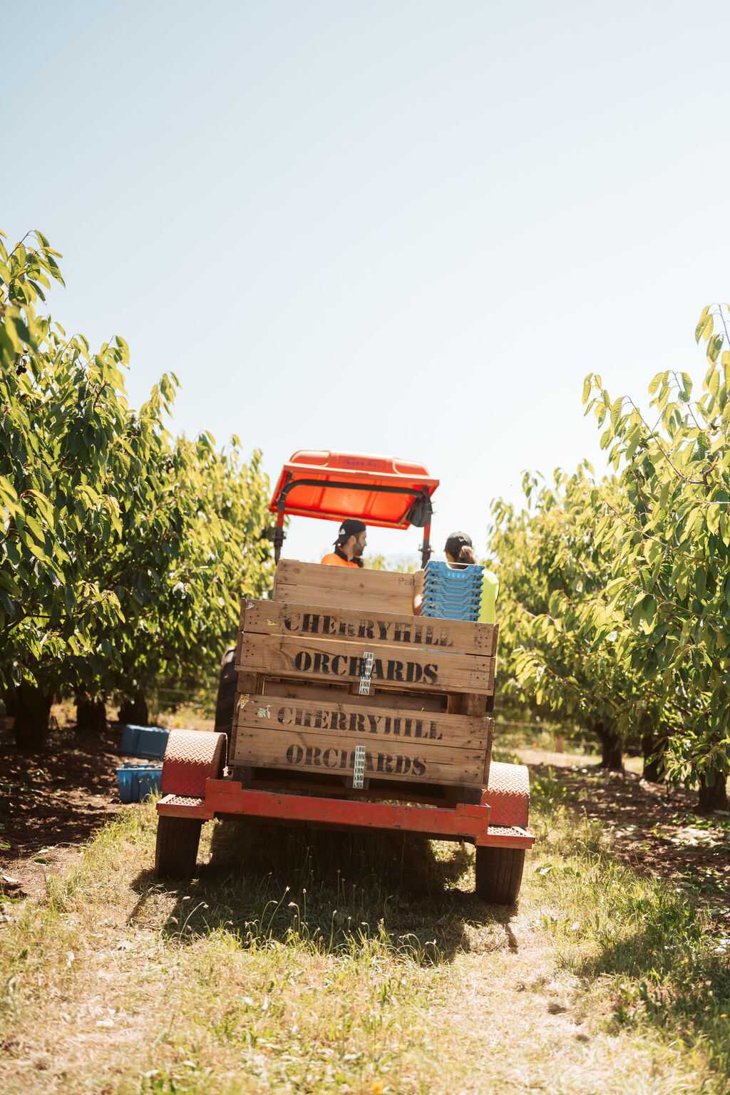 Pure Cherry Juice - Image 6