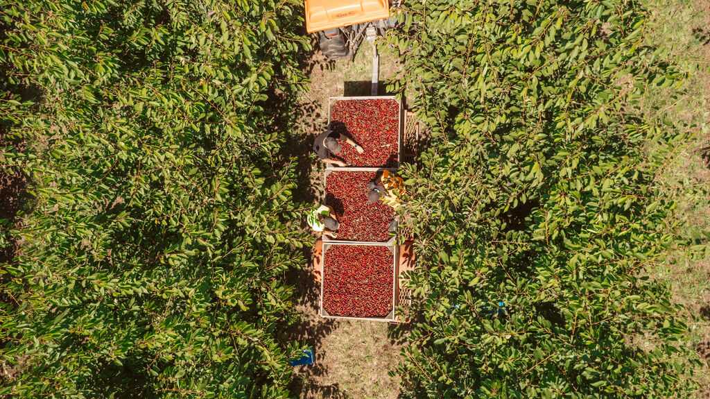 Pure Cherry Juice - Image 4