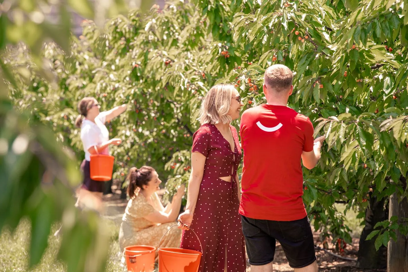 What's on at CherryHill Orchards showing people enjoying all you can eat cherry picking in the yarra valley.
