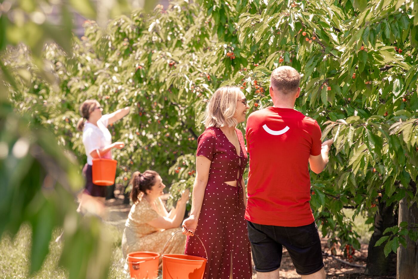 What's on at CherryHill Orchards showing people enjoying all you can eat cherry picking in the yarra valley.