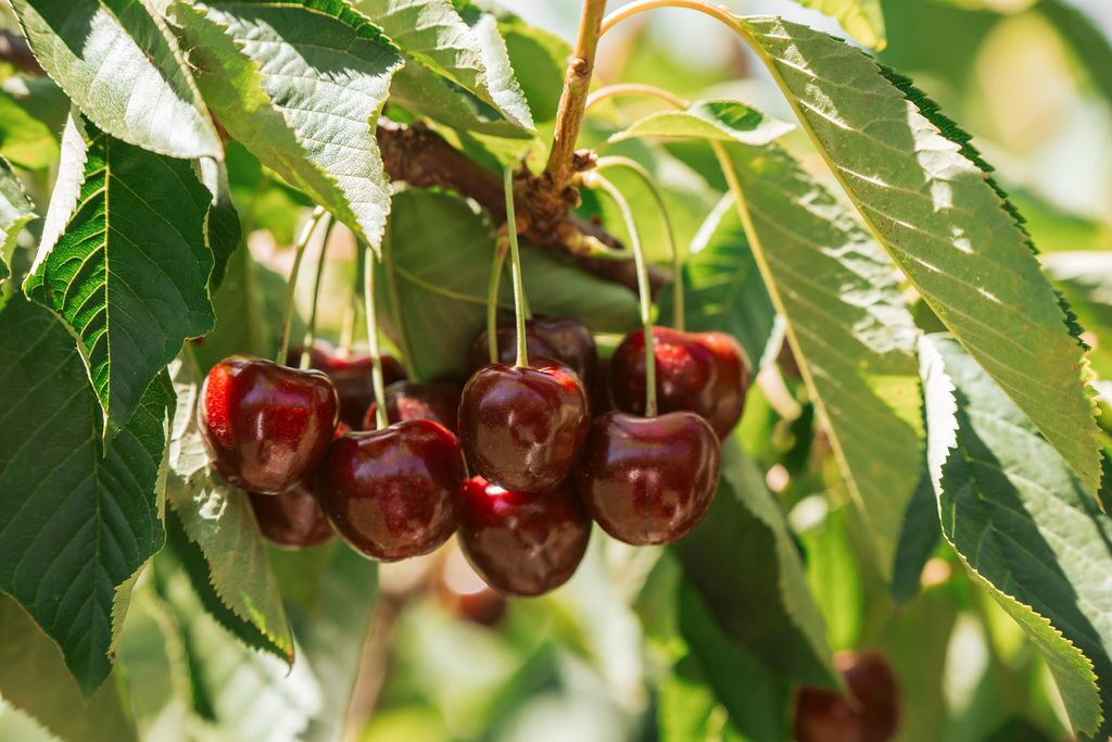 Pure Cherry Juice - Image 3