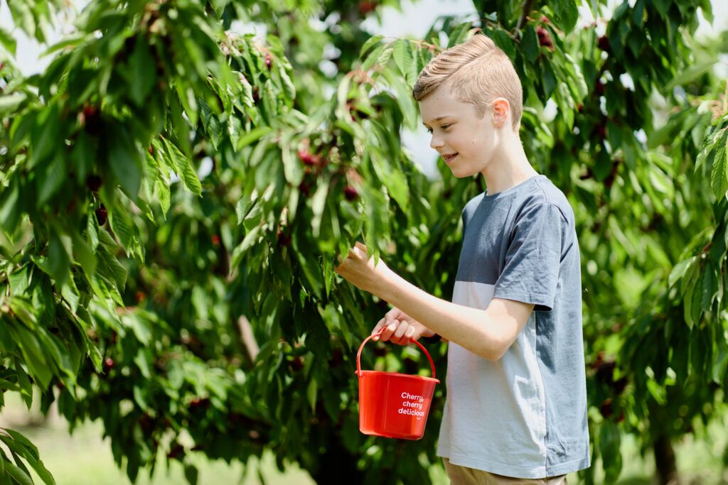 Boy holds cherry bucket and picks cherries on an education program visit at CherryHill Orchards