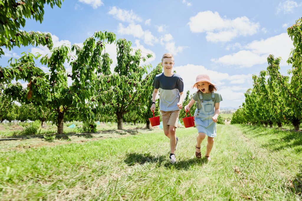 Girl and boy run through the orchard, holding buckets and picking cherries at CherryHill Orchards