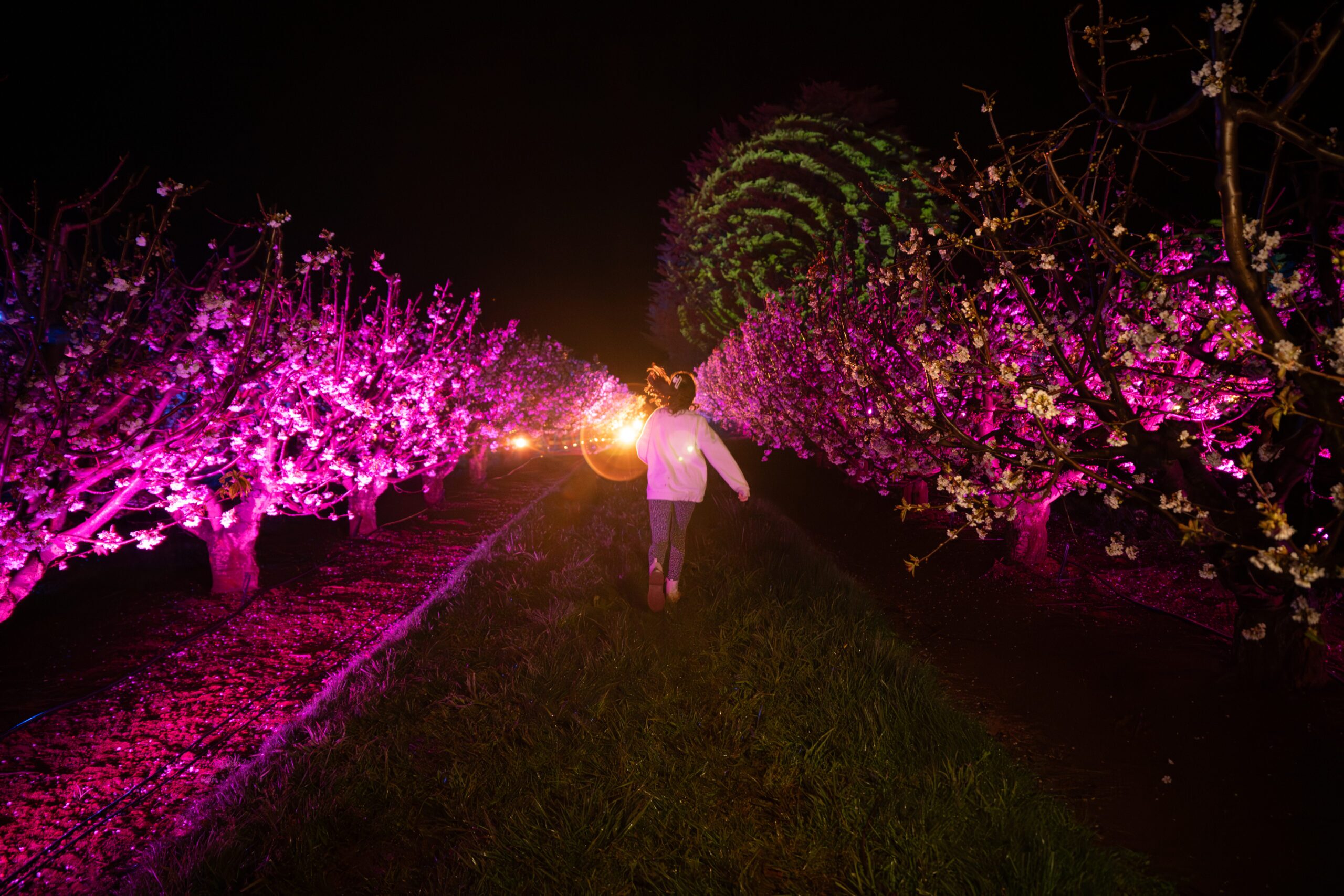 chlid walking in the blossom by light