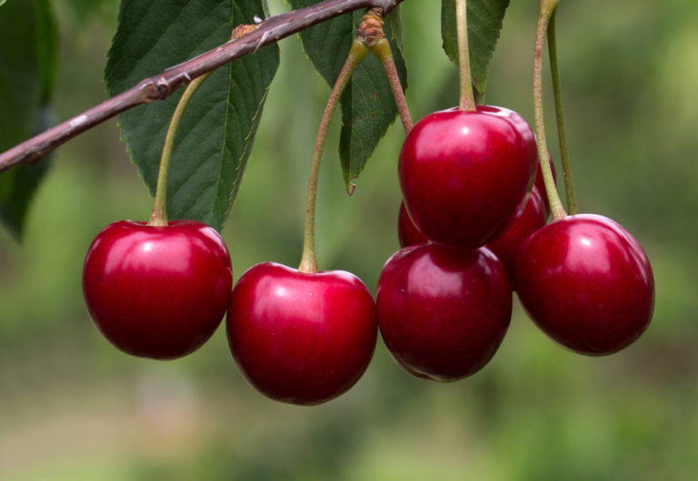Potted Cherry Trees Planting & Care Guide Cherryhill Orchards