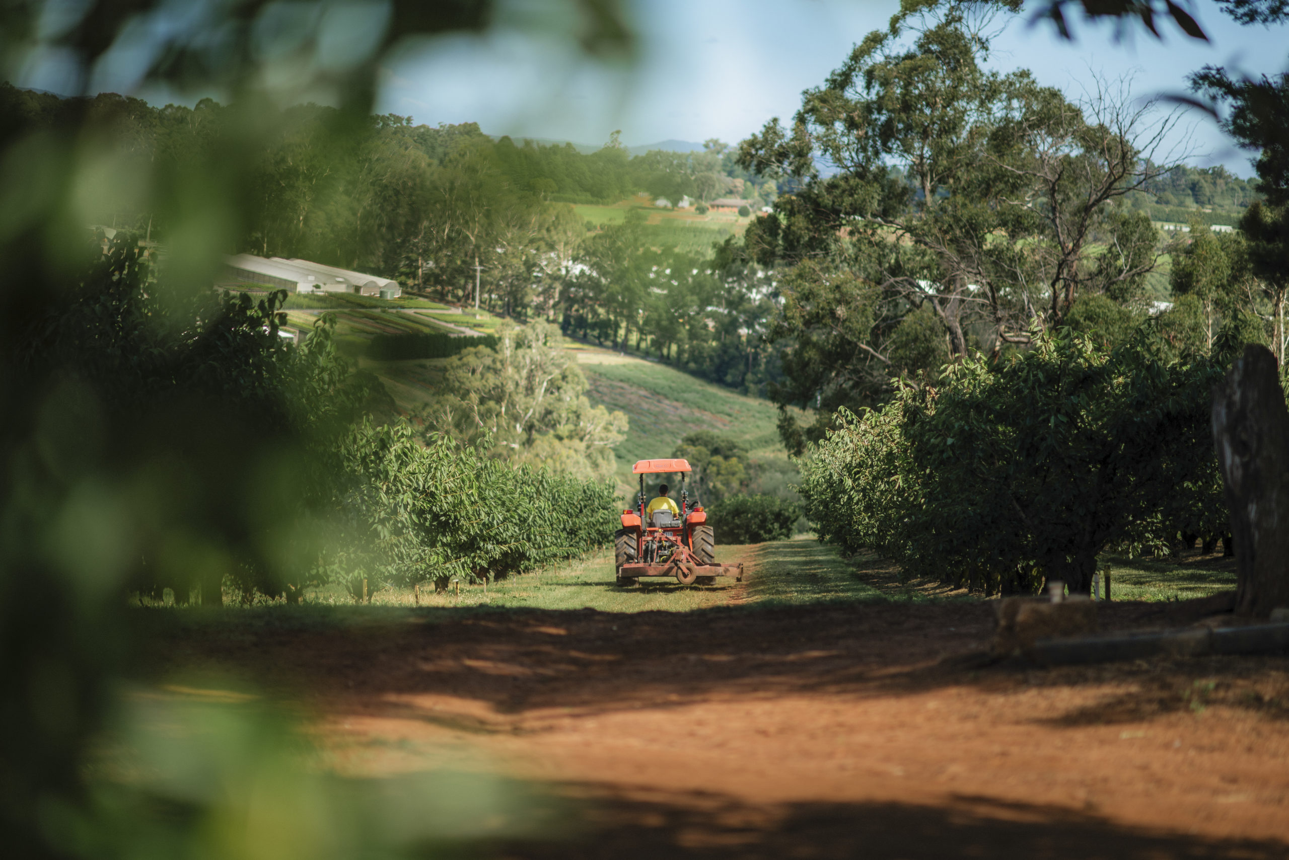 Wandin East Orchard Cherryhill Orchards