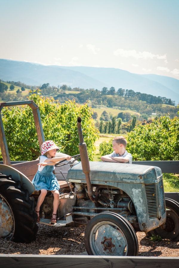 Cherry Picking Wandin 2nd Visit - Image 5
