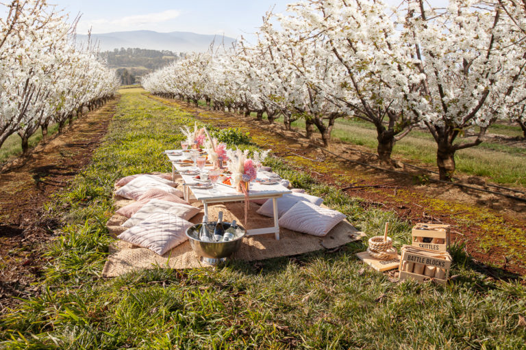 blossom-posh-picnics-2022-cherryhill-orchards