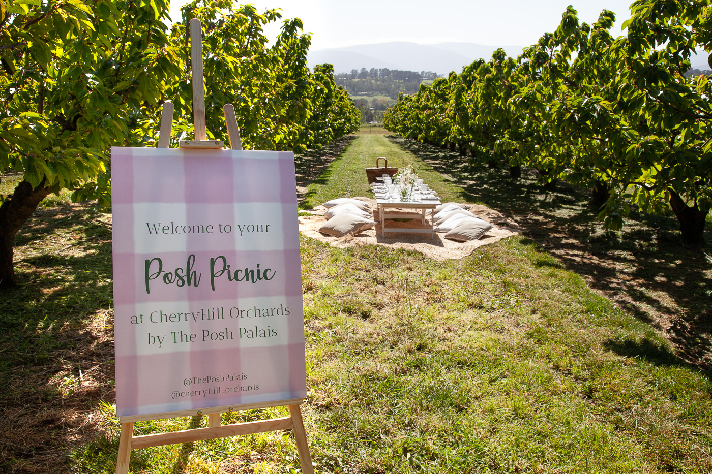 Posh Picnics in the Cherry Orchard Cherryhill Orchards