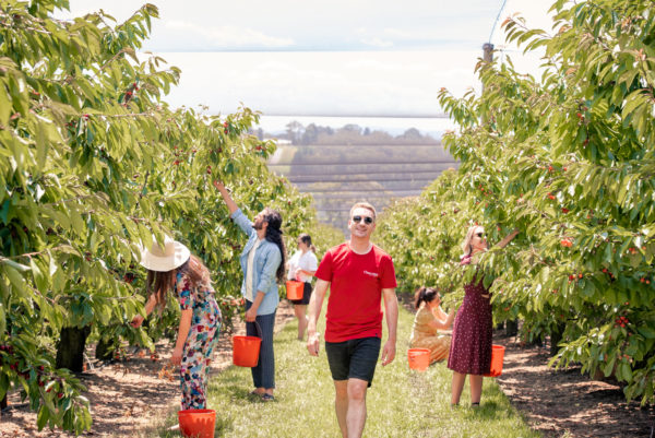 Cherry Picking Wandin 2nd Visit - Image 3