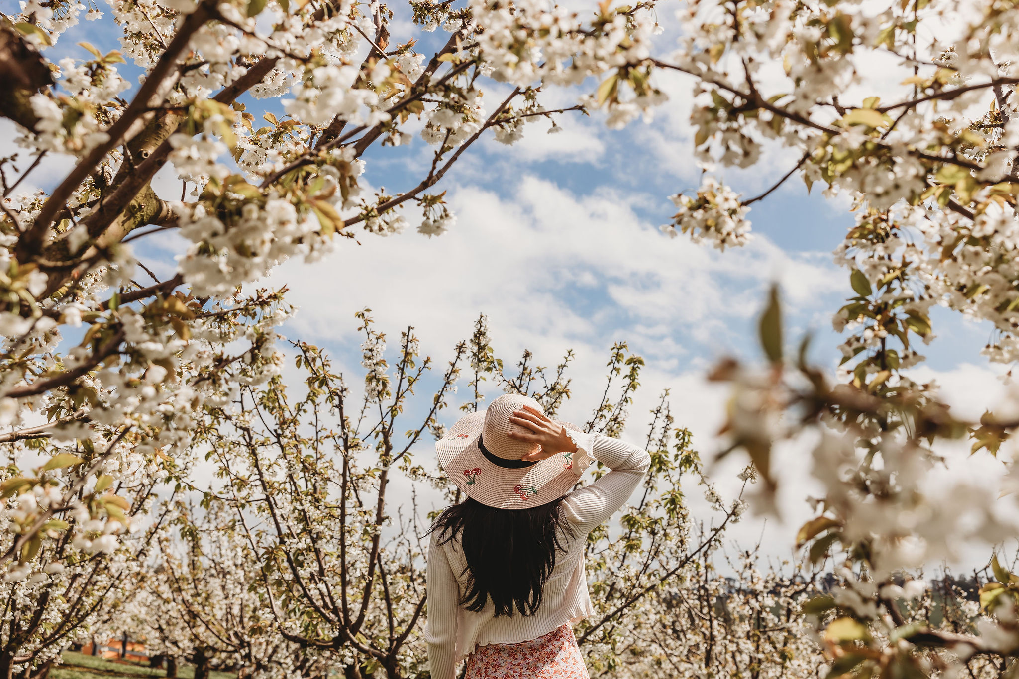 Blossom Festival Pre-Register – Cherryhill Orchards