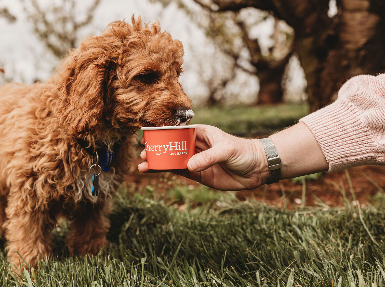 Blossom experiences in the Yarra Valley Cherryhill Orchards