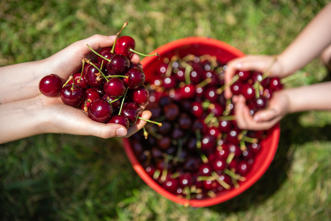 Cherry Picking Carry Bags