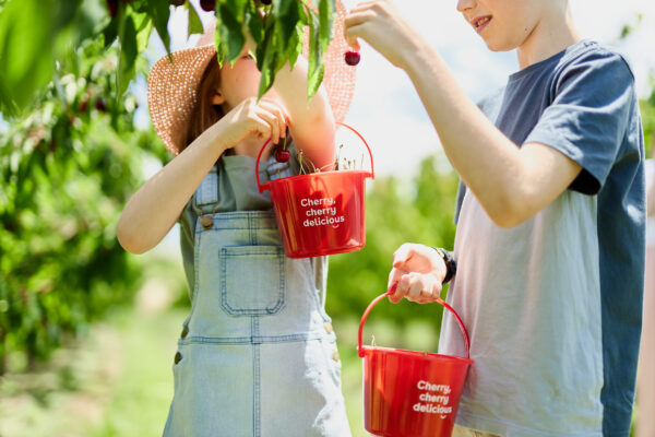 Freshly picked cherries at CherryHill Orchards by kids