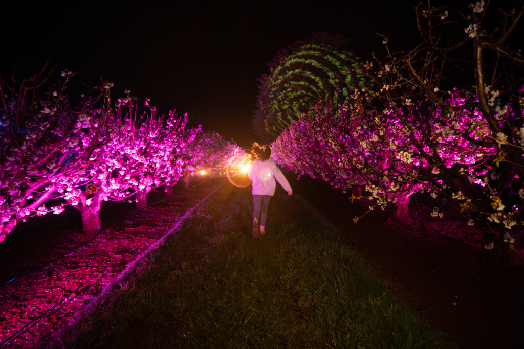 chlid walking in the blossom by light