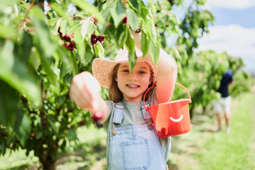Girl holds cherries and a cherry bucket on an education program visit at CherryHill Orchards