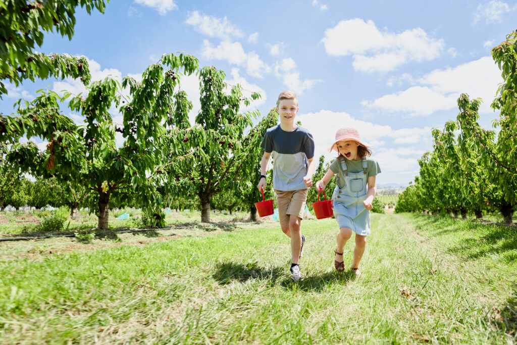 Girl and boy run through the orchard, holding buckets and picking cherries at CherryHill Orchards