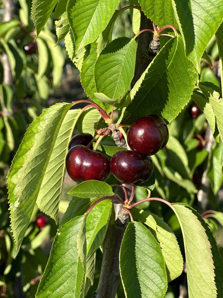 cherryhill orchards fresh australian cherries